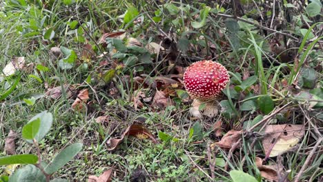 hongos agaricos de mosca que crecen en el bosque