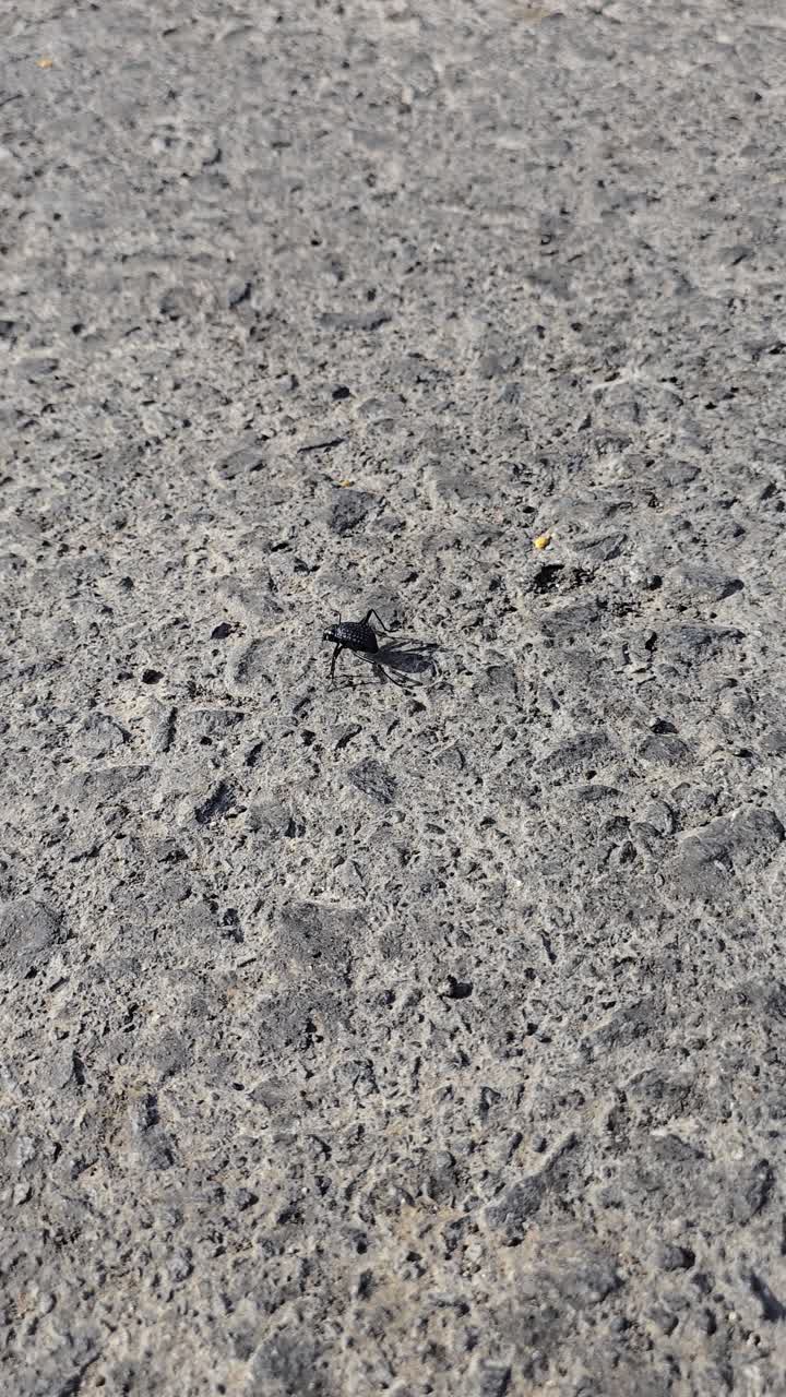 un escarabajo del desierto, también conocido como stenocara, avistado en el camino cerca del deserto, tratando de escapar