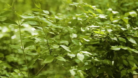 leaves in forest gently blowing in wind