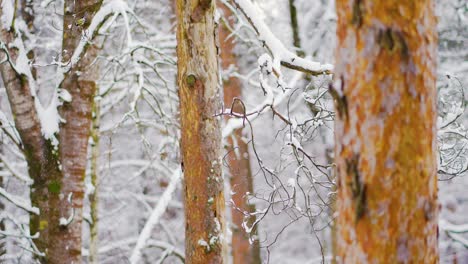 titbird flying from one tree branch to another in a snowy winter forest day