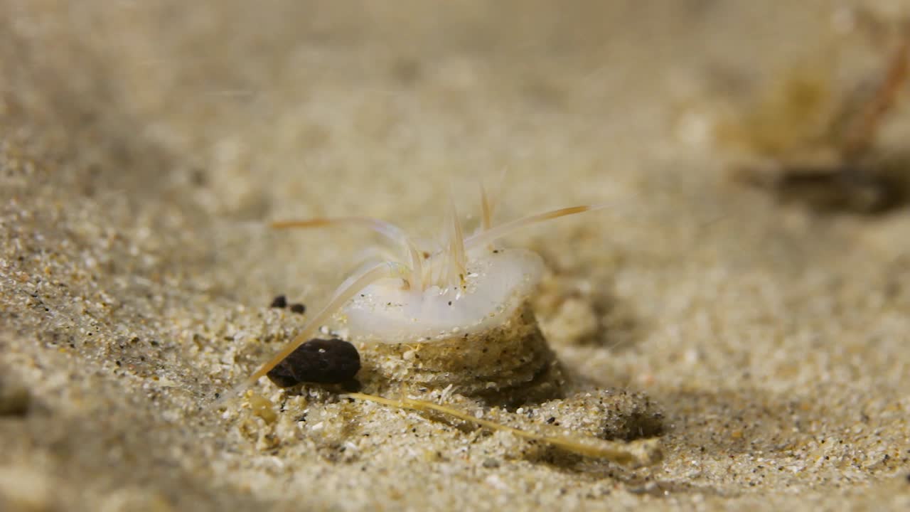 수중 구멍에서 나타나는 이상하게 생긴 벌레 바다 생물