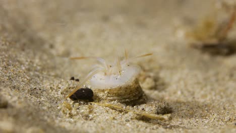 weird looking worm sea creature appearing from a hole underwater