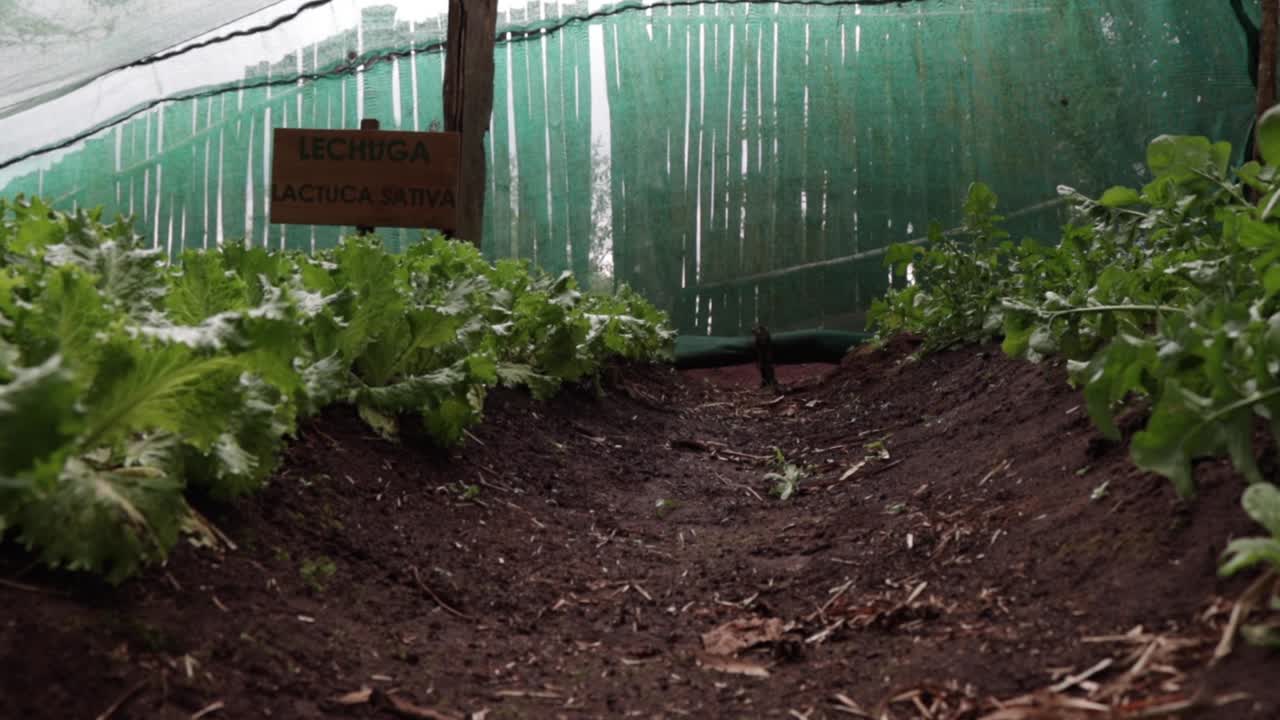 ⁇ 러드, 락투카 사티바가 있는 유기농 채소 정원의 느린 움직임과 휴대용 돌리  ⁇  아웃  ⁇