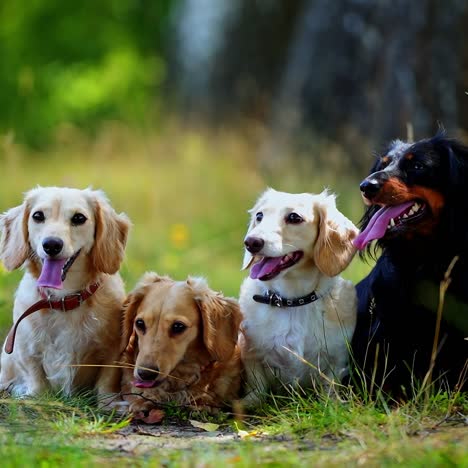 dogs sitting in park