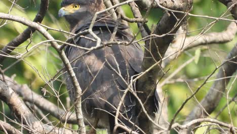 Gemeiner-Adler-Im-Baum,-Der-Auf-Gebet-Wartet.