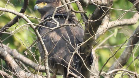 águila común en el árbol esperando orar.