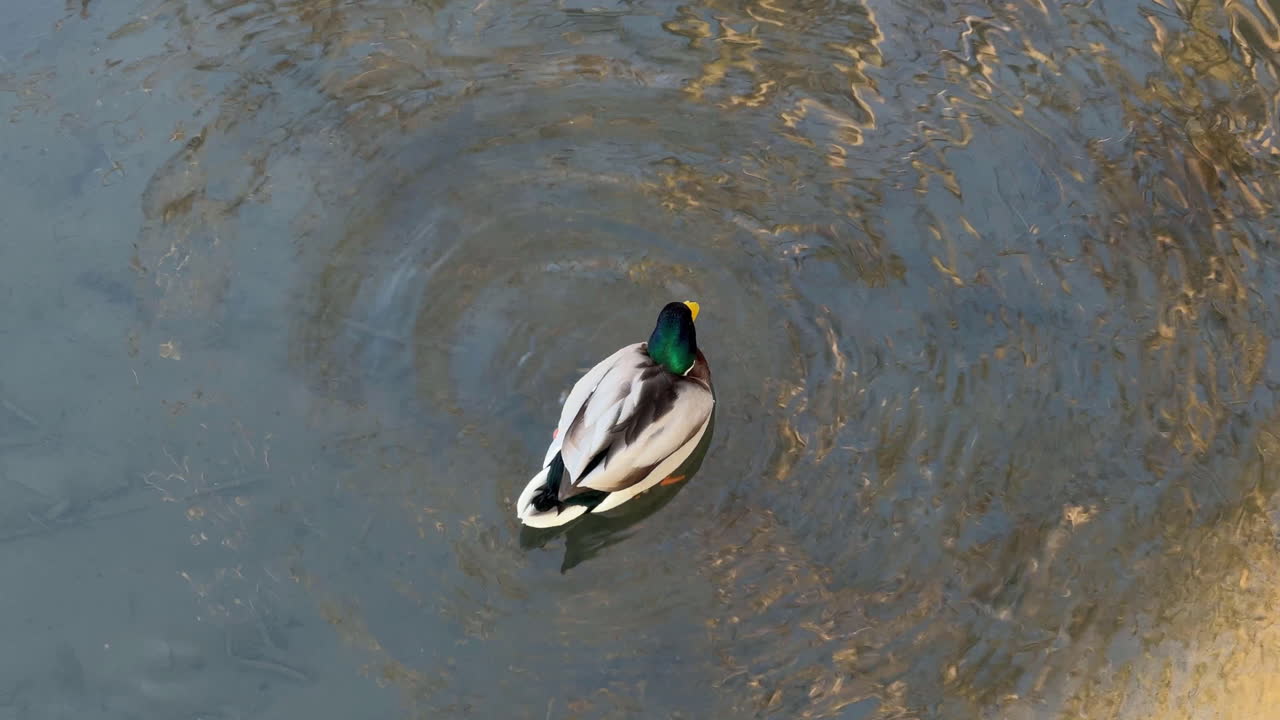 Primo piano di un germano reale che galleggia sull'acqua.