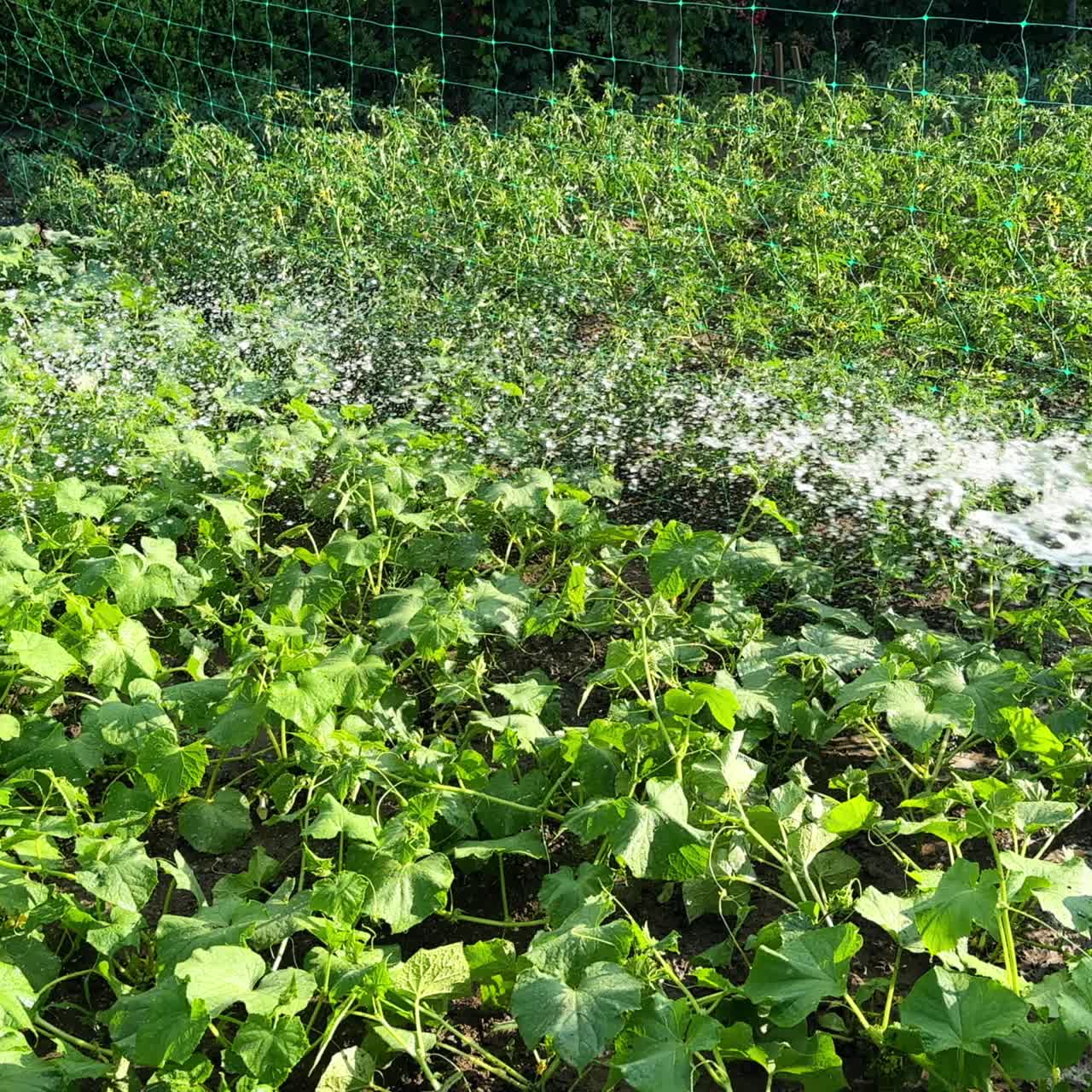 Somebody is watering the plants growing under the hot sun. The flow of water is directed on the vegetables