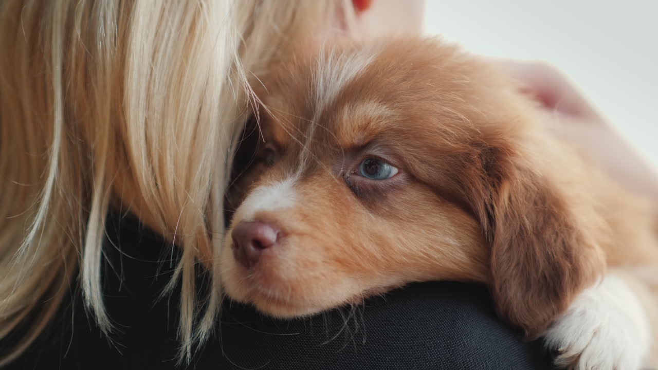금발의 여자는 귀여운 파란 눈의 강아지가 가장 좋아하는 애완 동물을 안아줍니다.