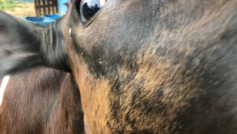 ternero en una granja súper primer plano boca y ojos