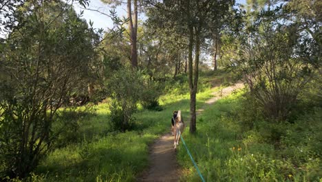 una foto de un perro caminando en el bosque, en cámara lenta.