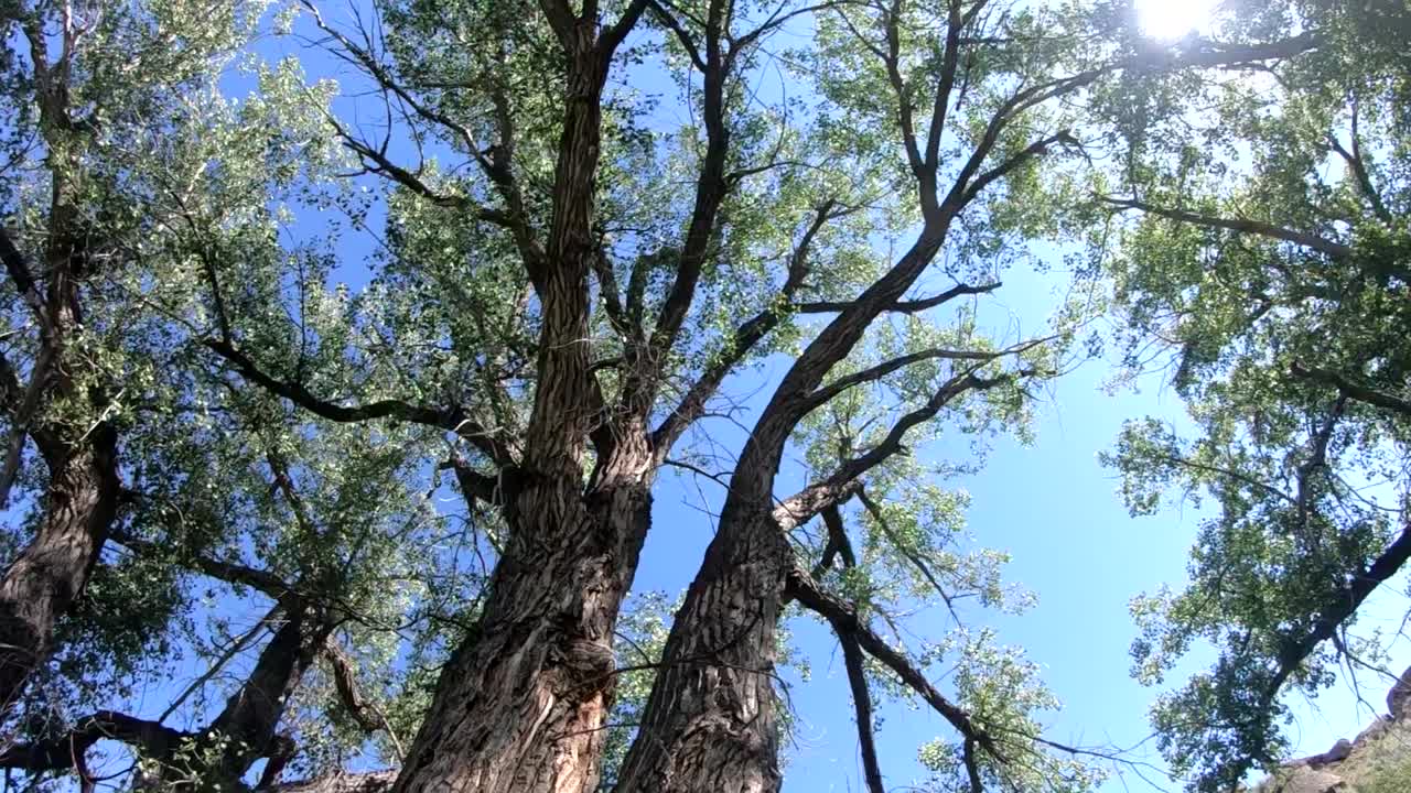 Huge tree in a park called Sandy Point in Alberta Canada.