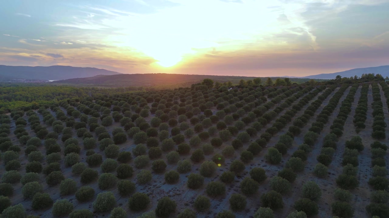 Vista aerea di uliveti che si estendono attraverso dolci terreni agricoli mediterranei al tramonto, con file di ulivi che brillano sotto la calda luce della sera e colline distanti