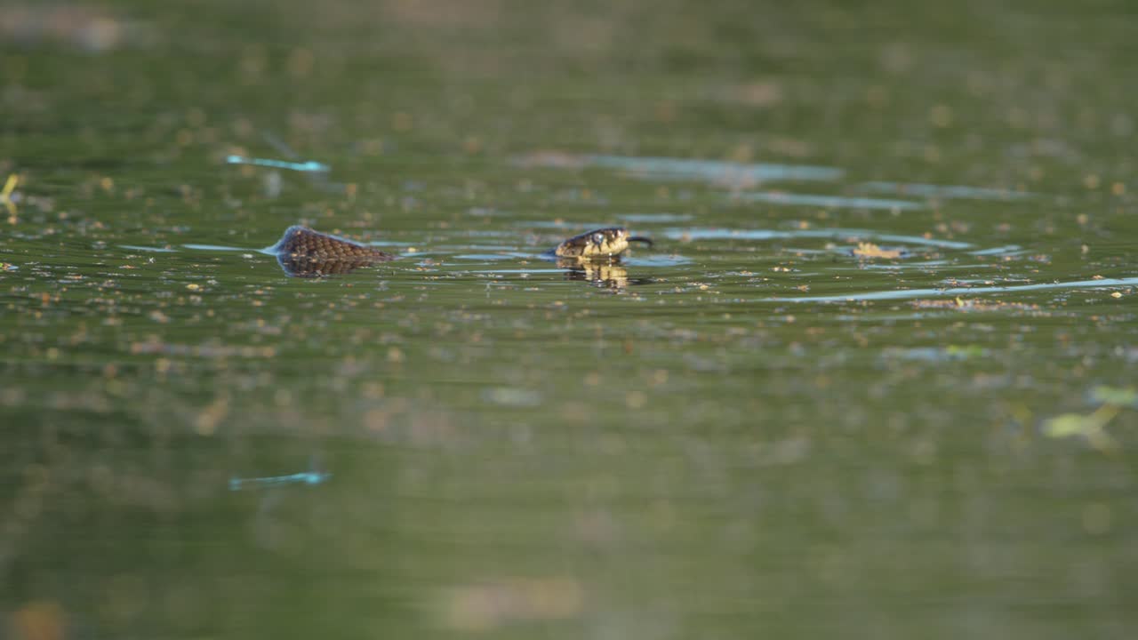 Water Snake in Pond