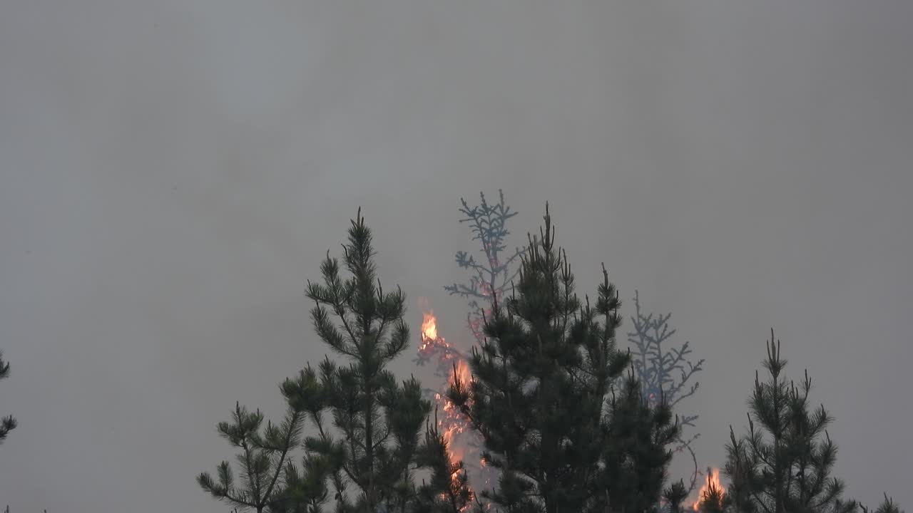 Alberta's wildfires: Flames engulf trees, skies filled with smoke