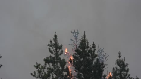 Waldbrände-In-Alberta:-Flammen-Verschlingen-Bäume,-Der-Himmel-Ist-Voller-Rauch