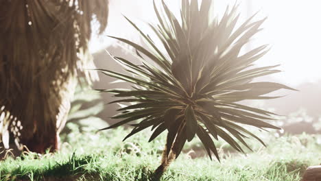 a yucca plant in sunlight