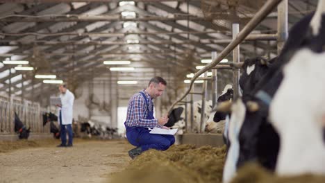 farm worker with clipboard walking towards livestock stalls and examining and patting dairy cow with ear tag. vet with laptop working in background