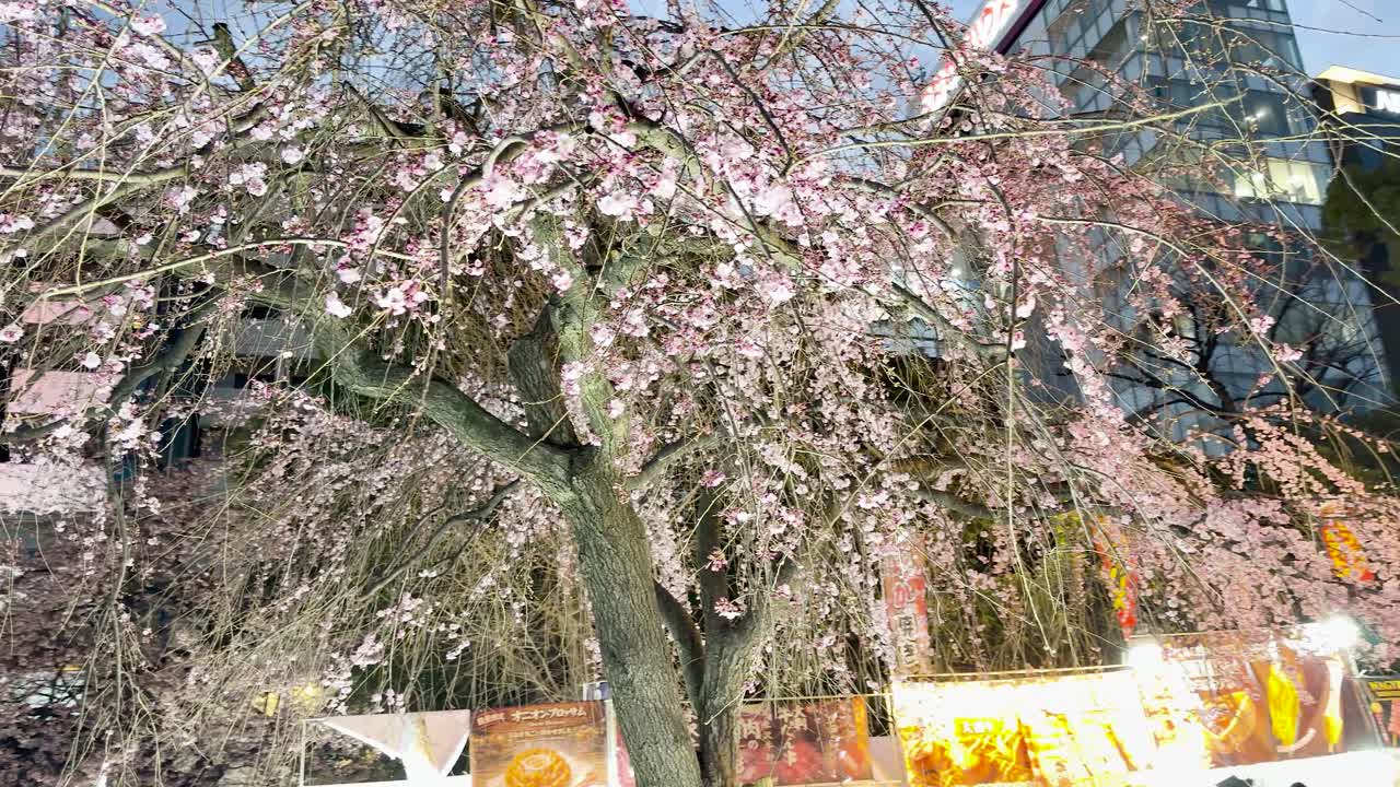 Fiori di sakura rosa illuminati sbocciano su un grande albero in un parco di Tokyo di notte.
