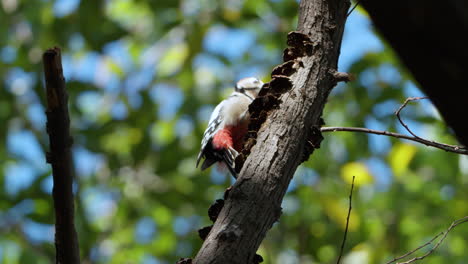 Erwachsener-Männlicher-Buntspechtvogel,-Der-Faule-Tote-Baumrinde-Pickt