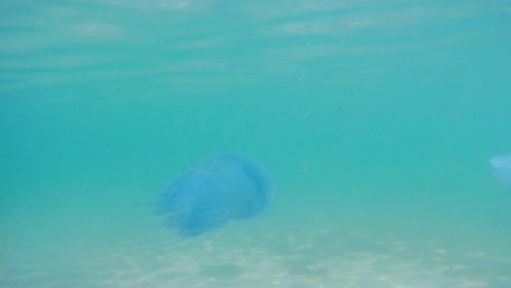 underwater shot of beautiful blue jellyfish