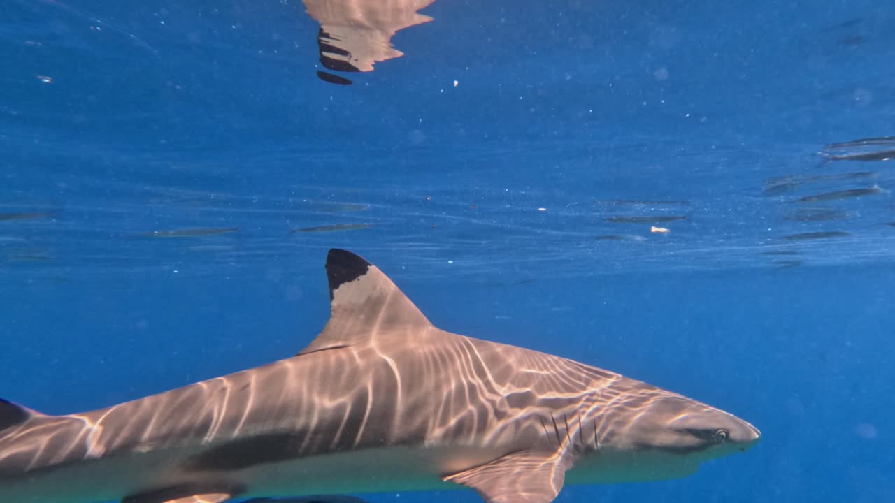 Blacktip reef sharks passing super close under the surface filmed below surface