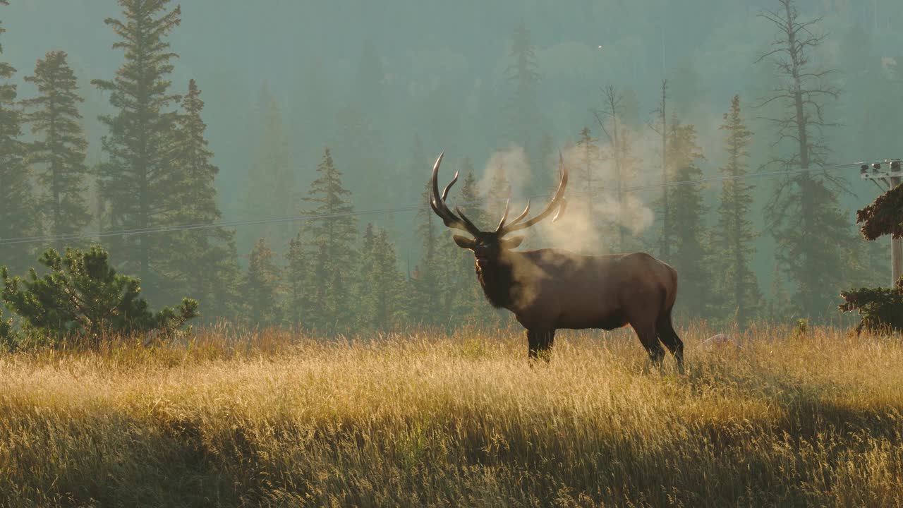 величественный лось-бык прохладным утром, демонстрирующий свое дыхание в потрясающем тумане и дымке в 4k
