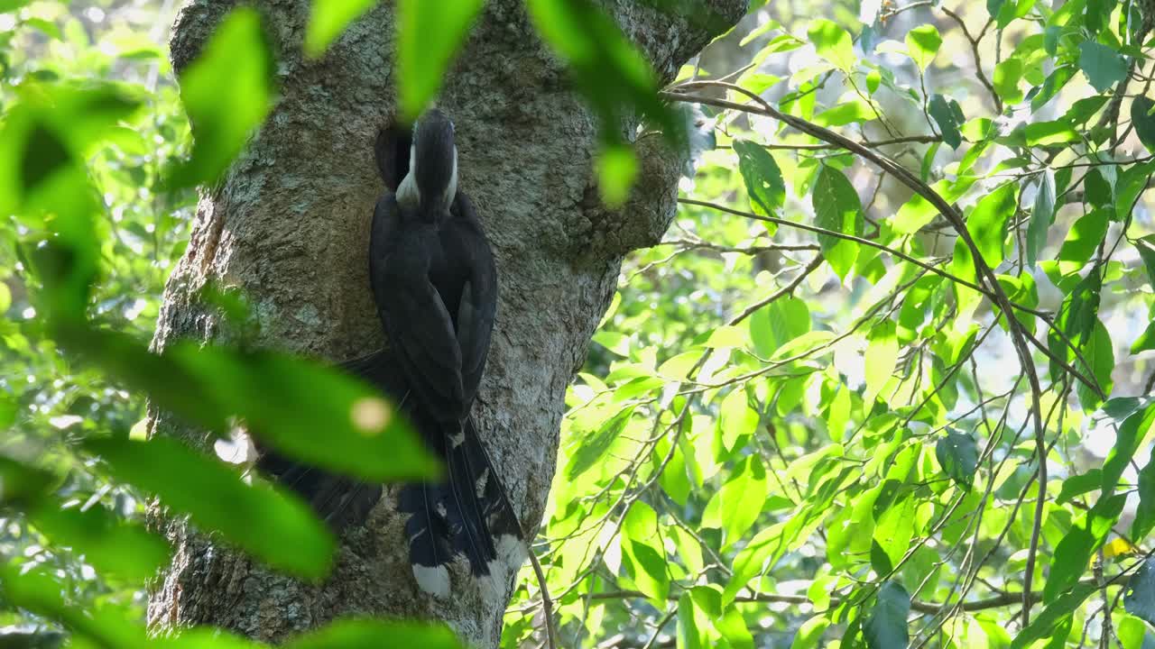 la cámara se aleja mientras este pájaro alimenta a la hembra en el interior, ptilolaemus austeni, tailandia