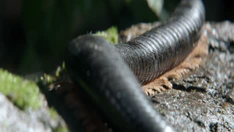 macro close up of giant millipede on a bole