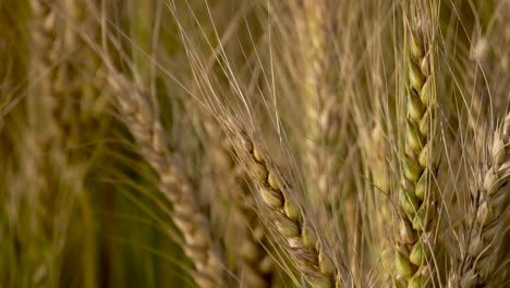 Nahaufnahme-Von-Weizen-Bereit-Für-Die-Ernte-Auf-Einem-Schaden,-Landwirtschaft