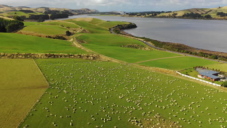 scenic aerial view over a herd of sheep out to pasture at a farm in the idyllic landscape of new zealand's south island