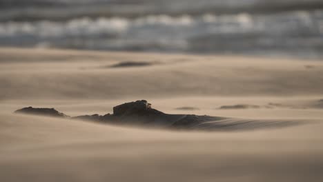 windswept beach at sunrise/sunset