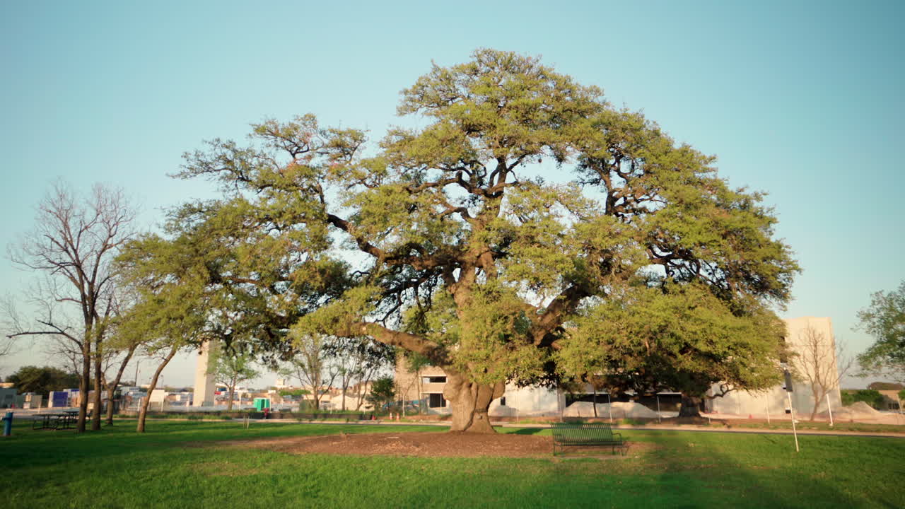 작은 공원에 있는 큰 떡갈나무