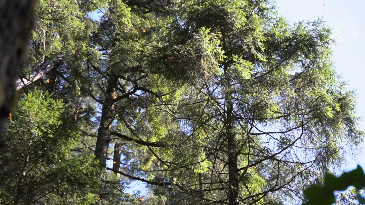 Scopri un santuario a Michoacan, in Messico, dove le farfalle monarca si riuniscono tra gli alberi ad alto fusto. Il filmato cattura farfalle vivaci che si muovono attraverso la foresta in una giornata di sole
