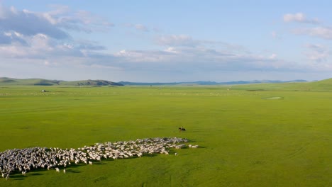 nomadic herder on horse moves livestock cattle sheep across mongolian grassland