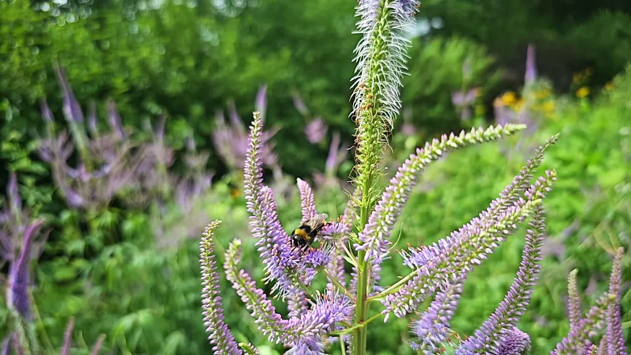 fotografía de cerca de un abejorro en una flor de lavanda en cámara lenta