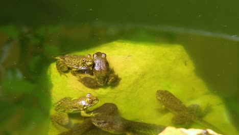 Video-Estático-De-Ranas-Verdes-Juveniles-En-Las-Rocas