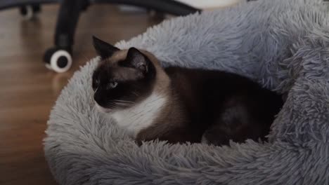 Cat-focused-and-staring-at-owner-out-of-frame-while-resting-on-a-fur-bed