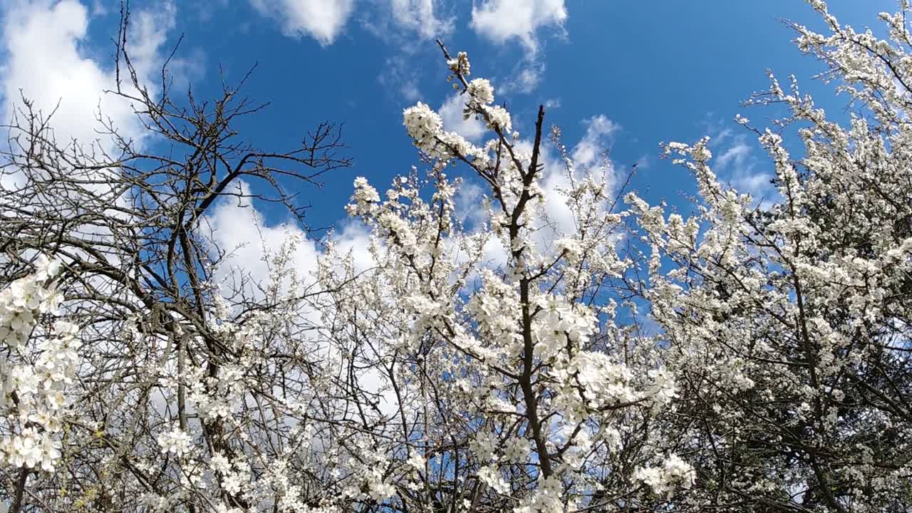 A beatiful background with spring blue sky on a sunny day and branches of white flower blooming plum tree.