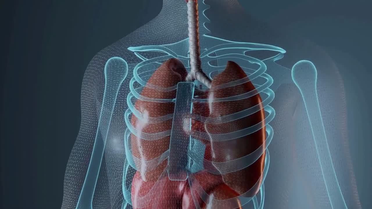 Animation depicting the human lungs.