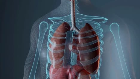 animation depicting the human lungs.