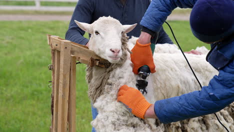 adult farmer shearing curly wool. farmer shearing the wool from sheep.