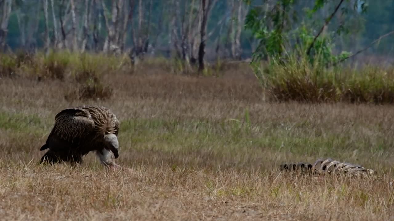 El buitre leonado del Himalaya está Casi Amenazado debido a una fuente de alimento tóxica y la pérdida de hábitat