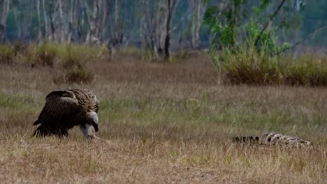 the himalayan griffon vulture is near threatened due to toxic food source and habitat loss