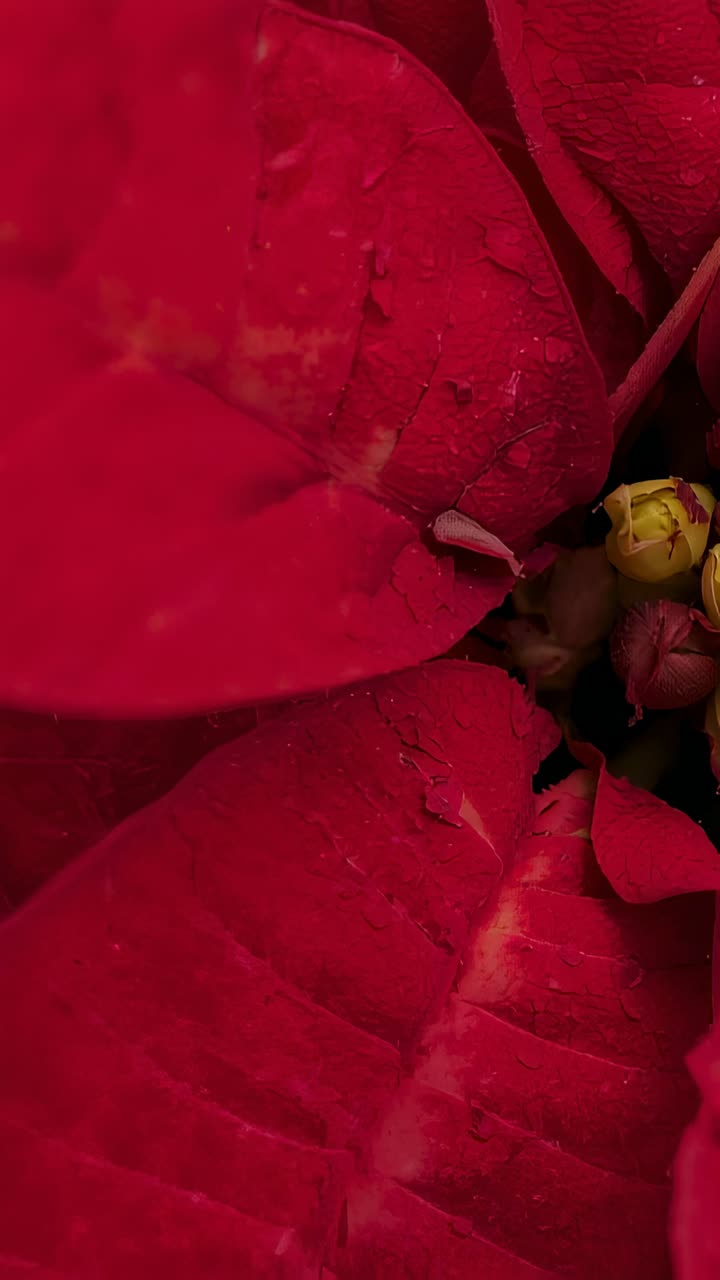 Video verticale: messa a fuoco della fotocamera che rivela la texture superficiale della brattea rossa in studio, esponendo i germogli gialli