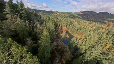 Flying-fast-down-a-mountain-through-fir-trees