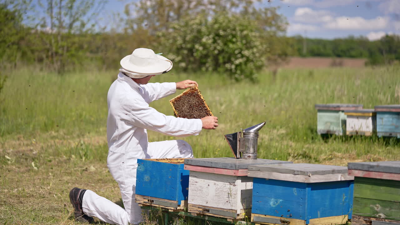 Man in white outfit kneeled in front of one of his hives. Apiarist pulls a frame out of his hive for closer look. Blurred backdrop.