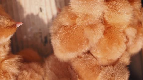 close-up of baby chicks