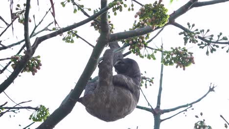 Sluggish-sloth-hangs-passively-on-tree-branch-resting-after-feeding,-slow-motion