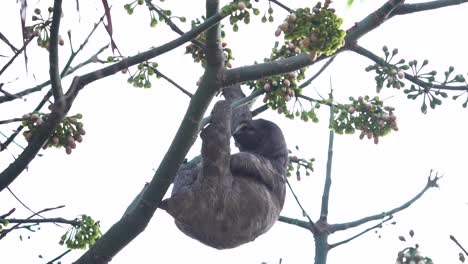 el perezoso perezoso cuelga pasivamente en la rama del árbol descansando después de alimentarse, cámara lenta